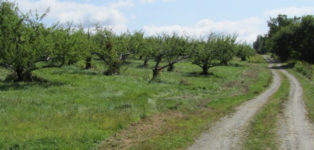 Orchard2HILL