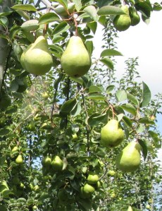 Orchard2Pears2