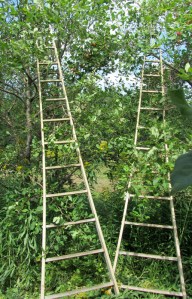 Orchard2Pickingladders