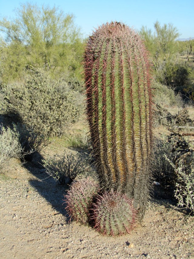 Photo: Alison H. Deming