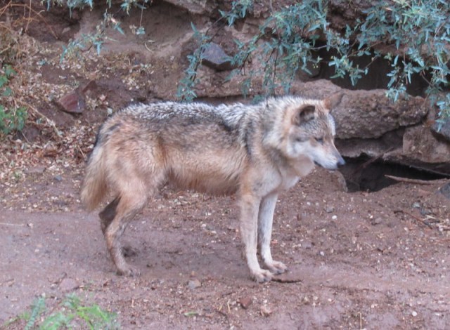Wolf at the Arizona-Sonora Desert Museum