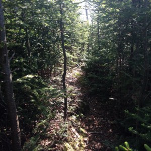 Trail toward Bradbury